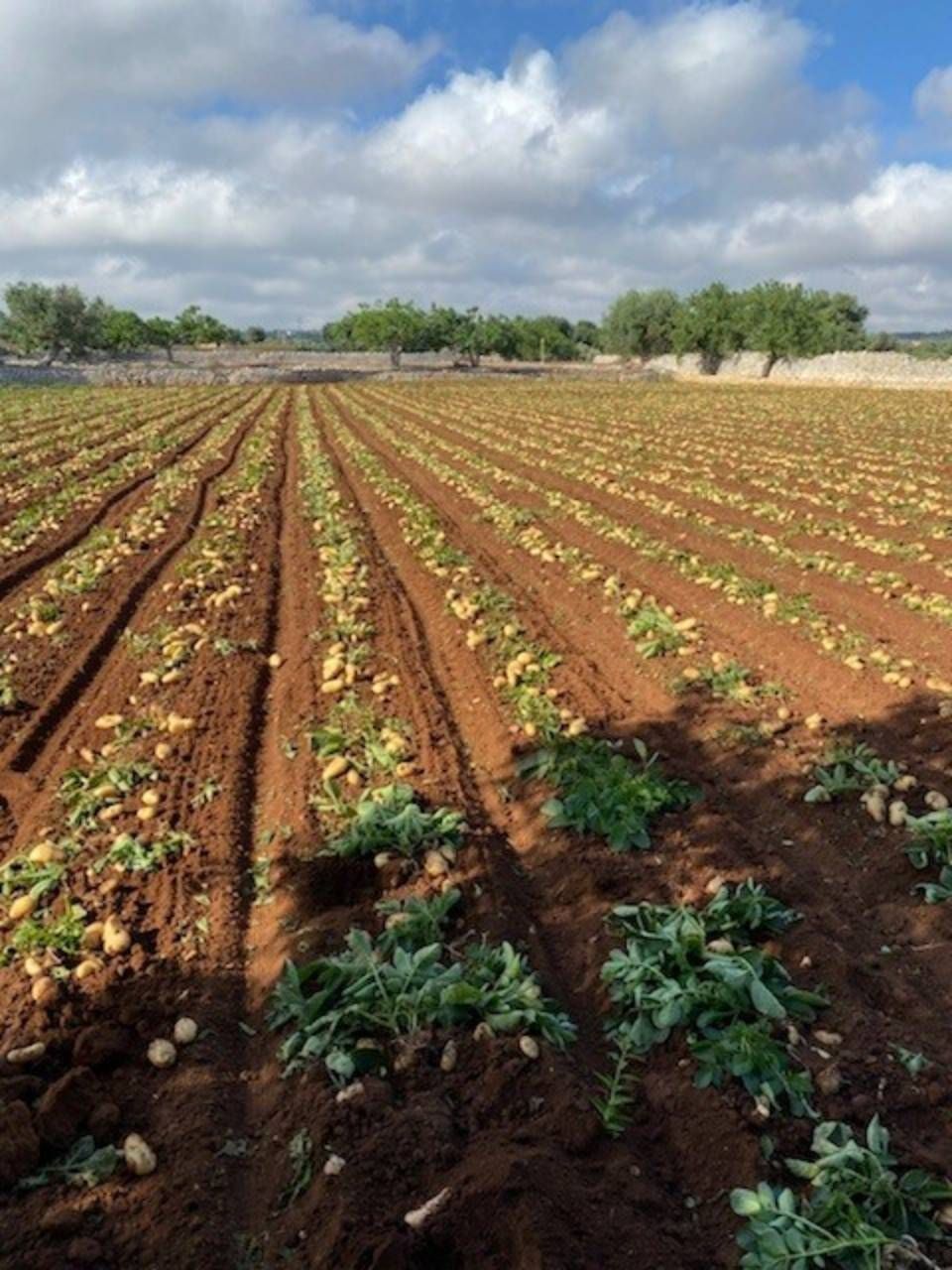 File di piante di patate in un campo con terreno marrone sotto un cielo azzurro con nuvole.