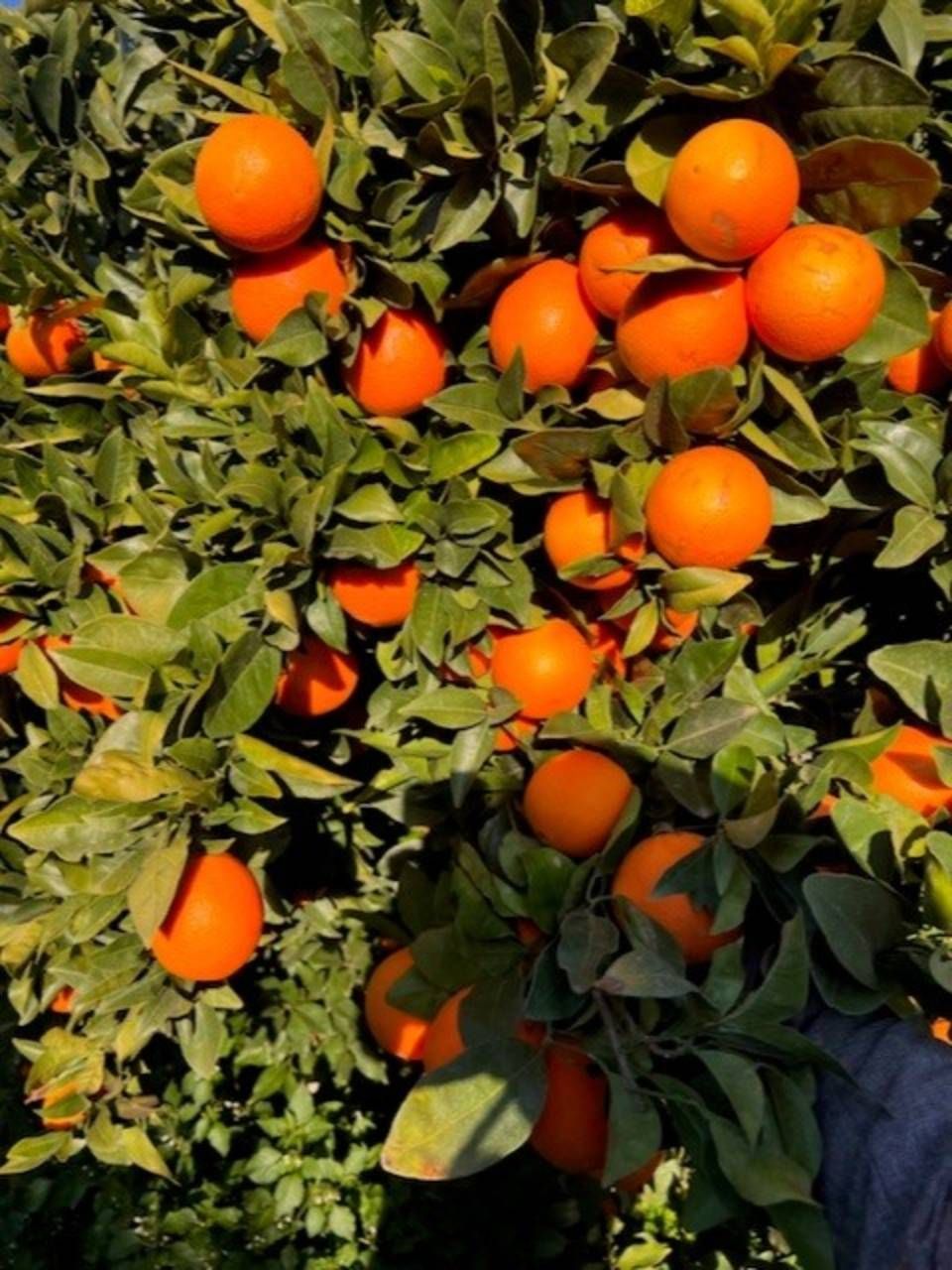Albero di arance carico di frutti maturi color arancio, circondato da foglie verdi. Luce del sole.