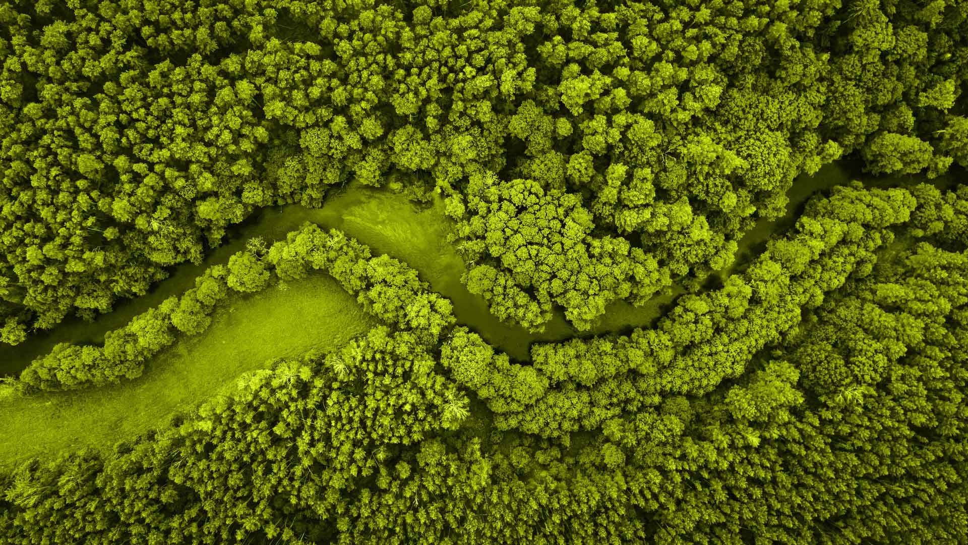 Forêt et rivière vues du ciel