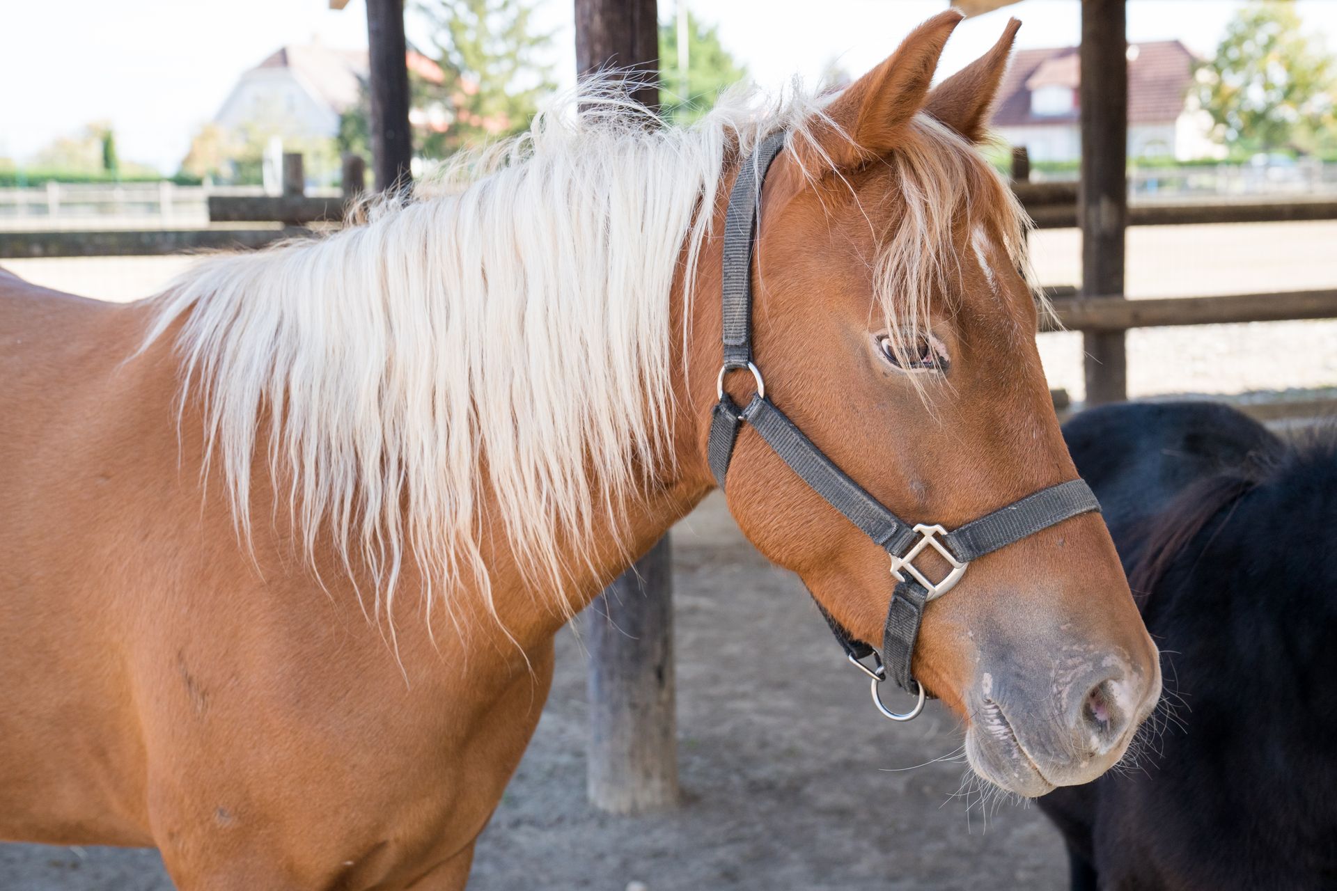 Vers la page Poney Club