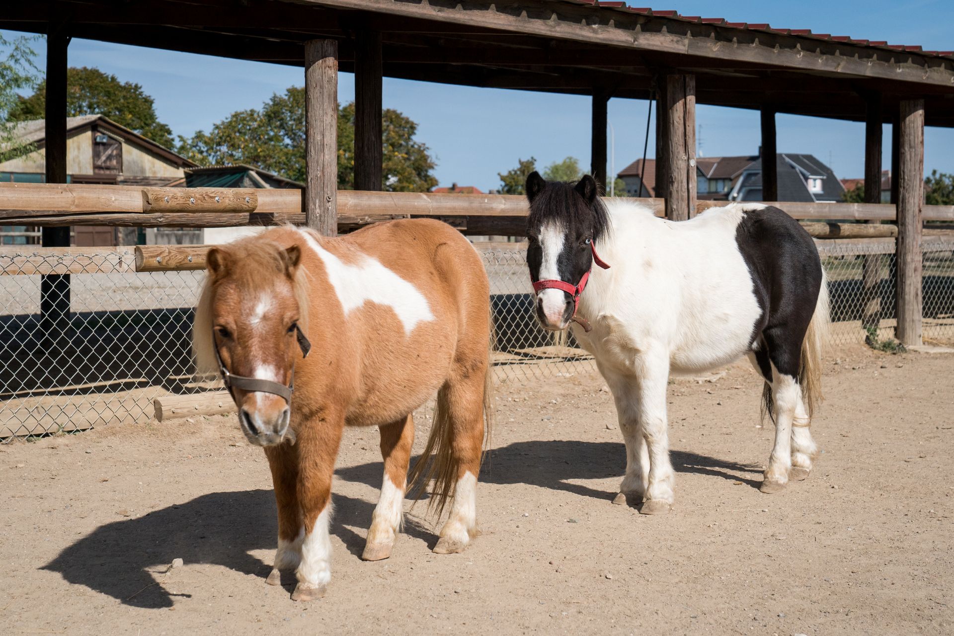 Deux poneys dans un enclos. L'un est fauve avec une liste blanche, l'autre noir et blanc. Journée ensoleillée.