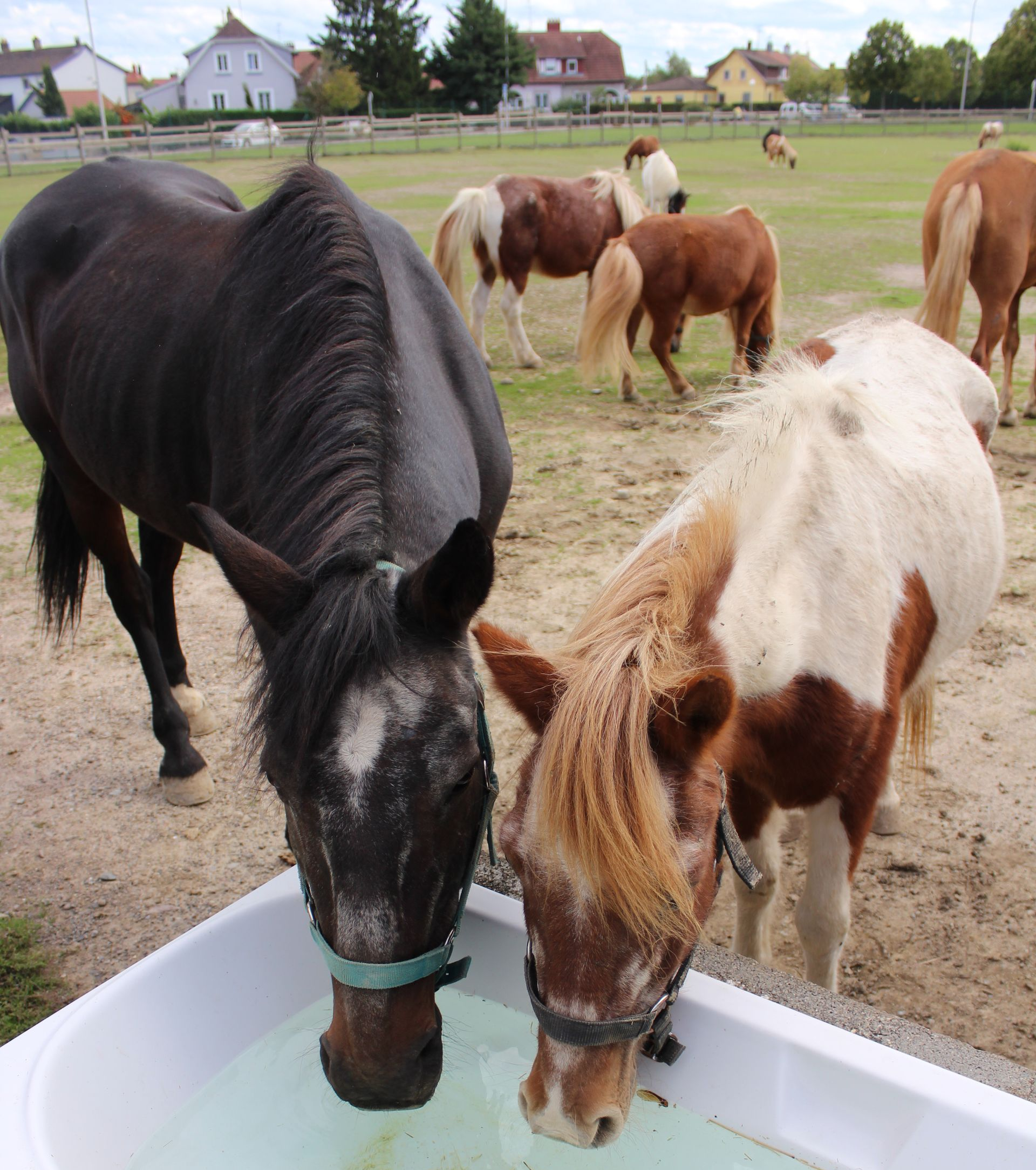 Deux chevaux boivent dans un abreuvoir blanc ; d'autres paissent dans un champ herbeux.