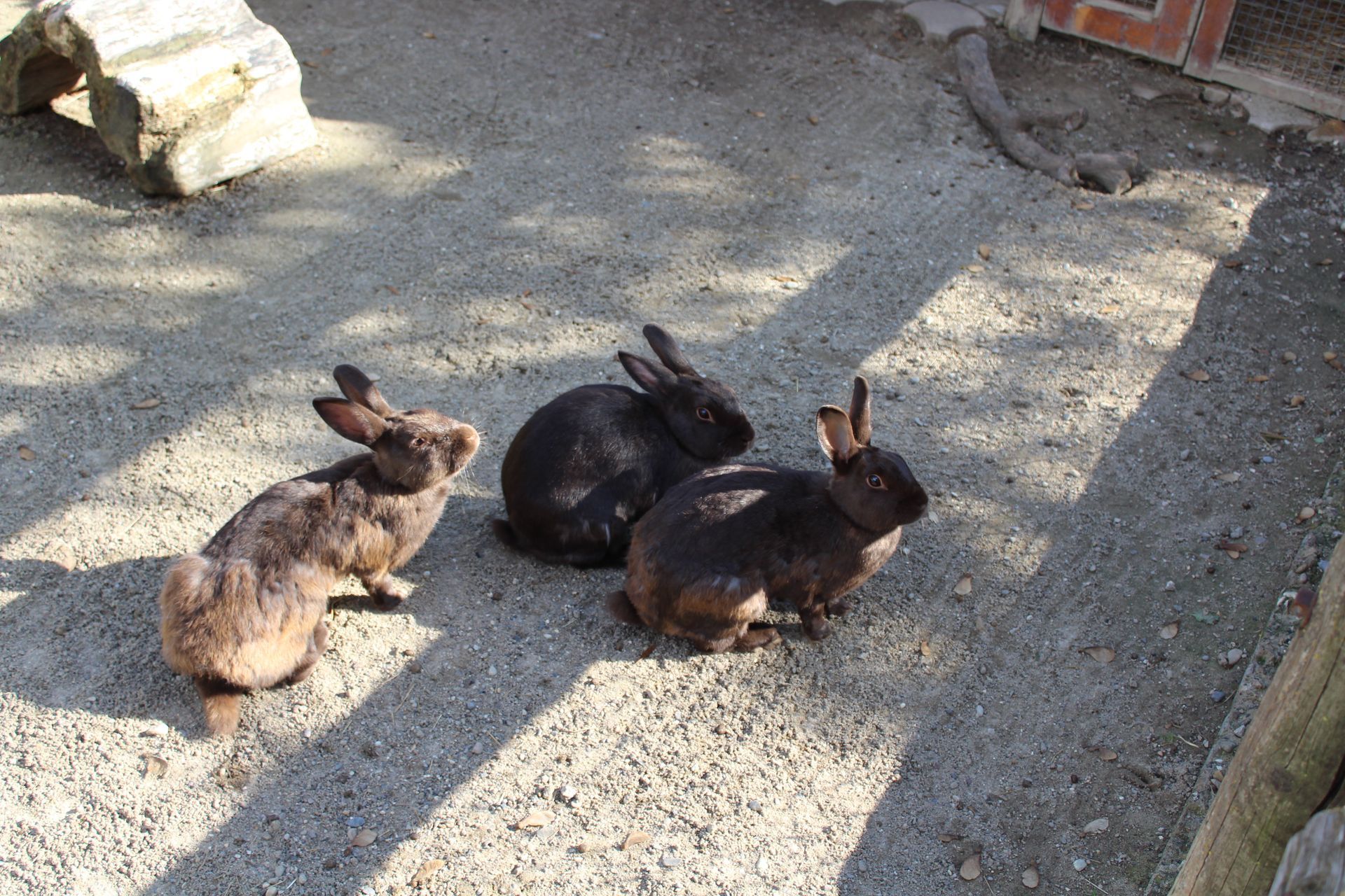 3 lapins dans leur enclos.