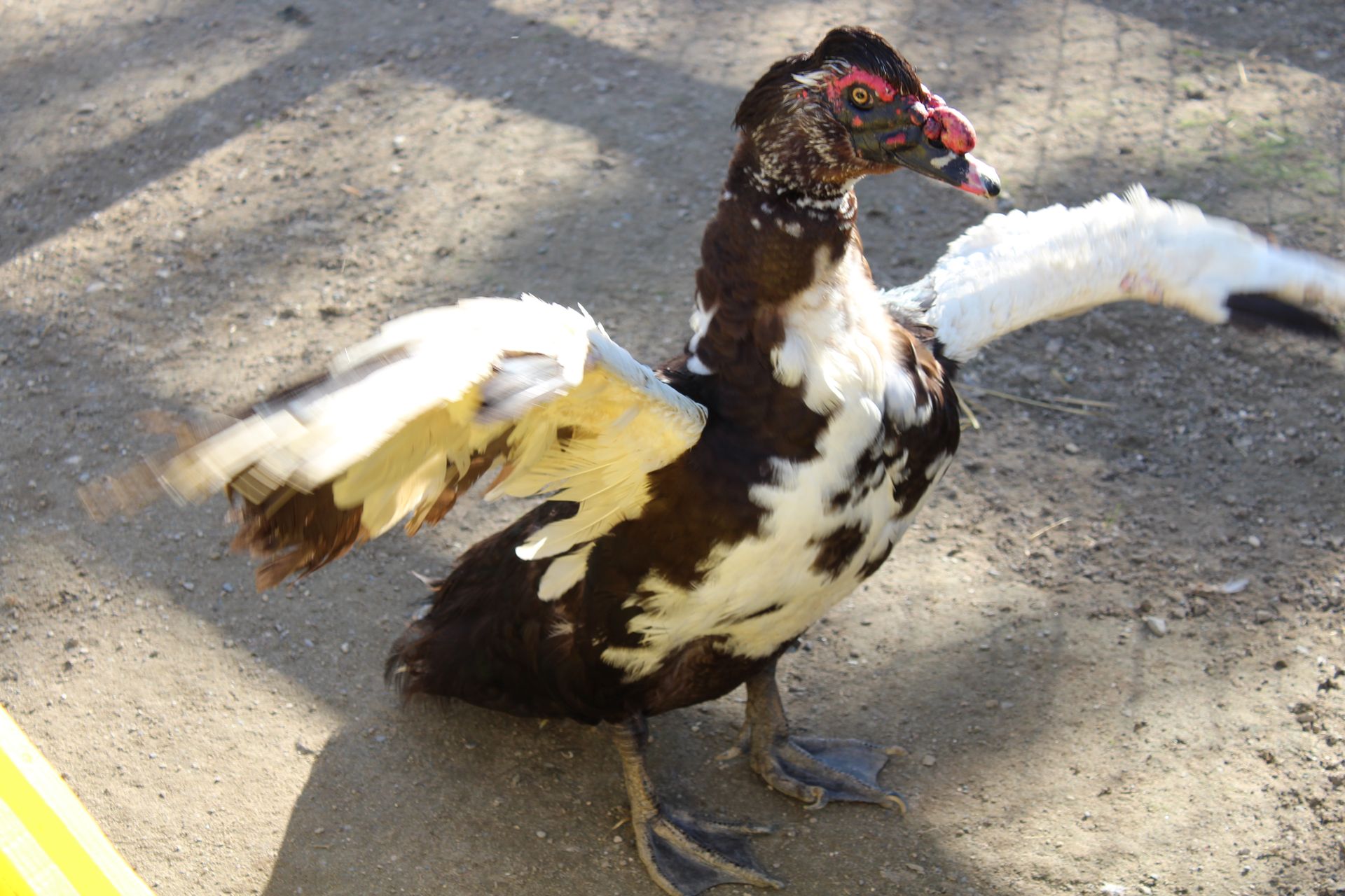 Un canard qui ouvre les ailes.
