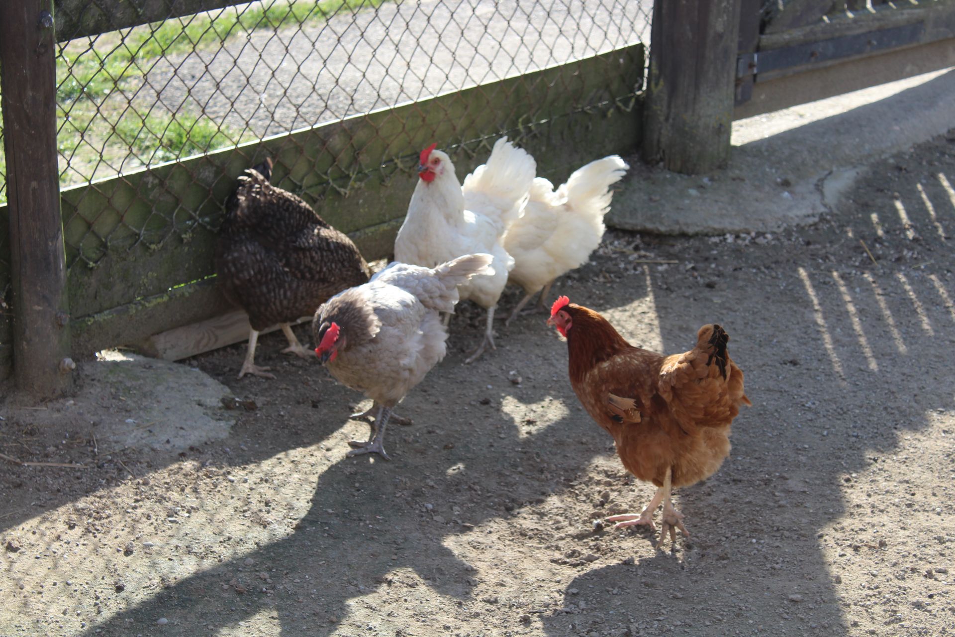 Des poules dans un poulailler.