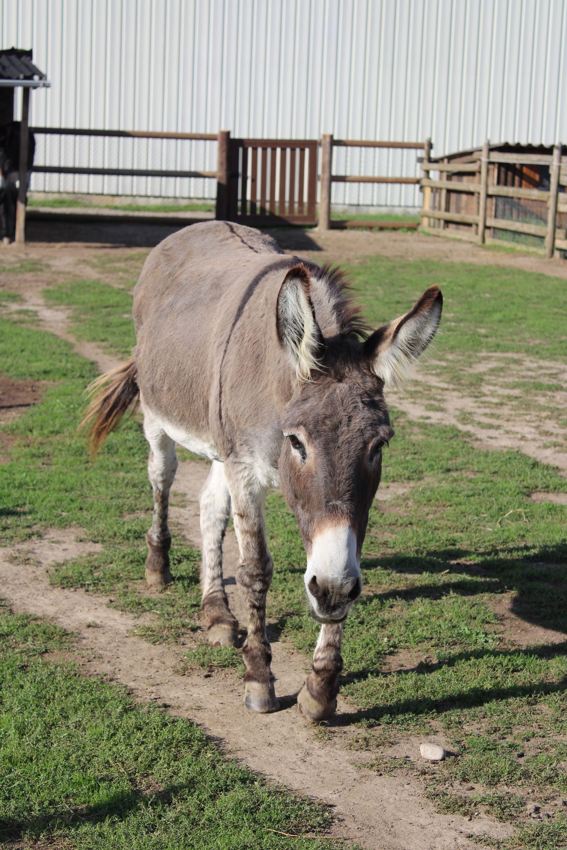 Un âne qui se promène.