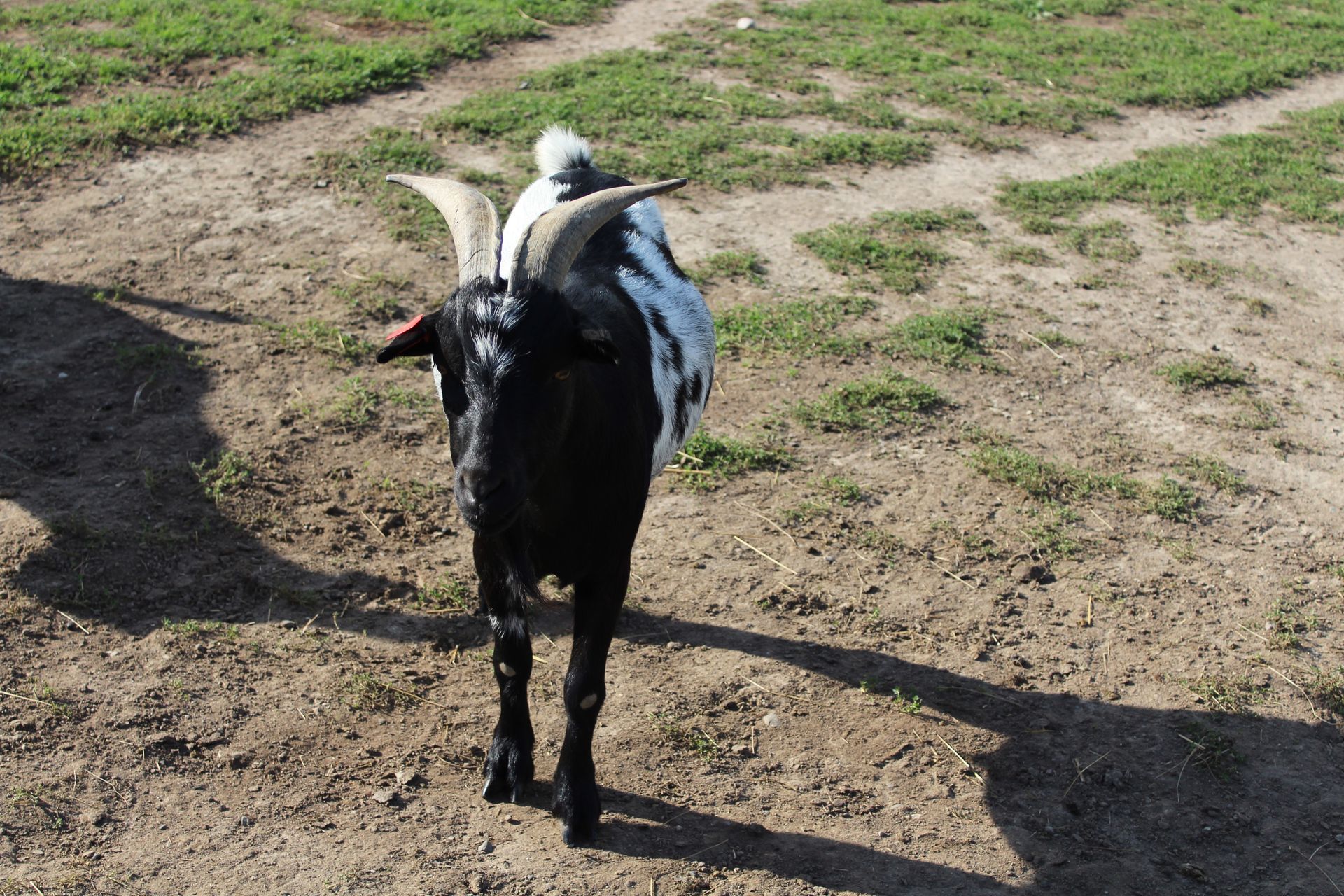 Chèvre noire et blanche à cornes.