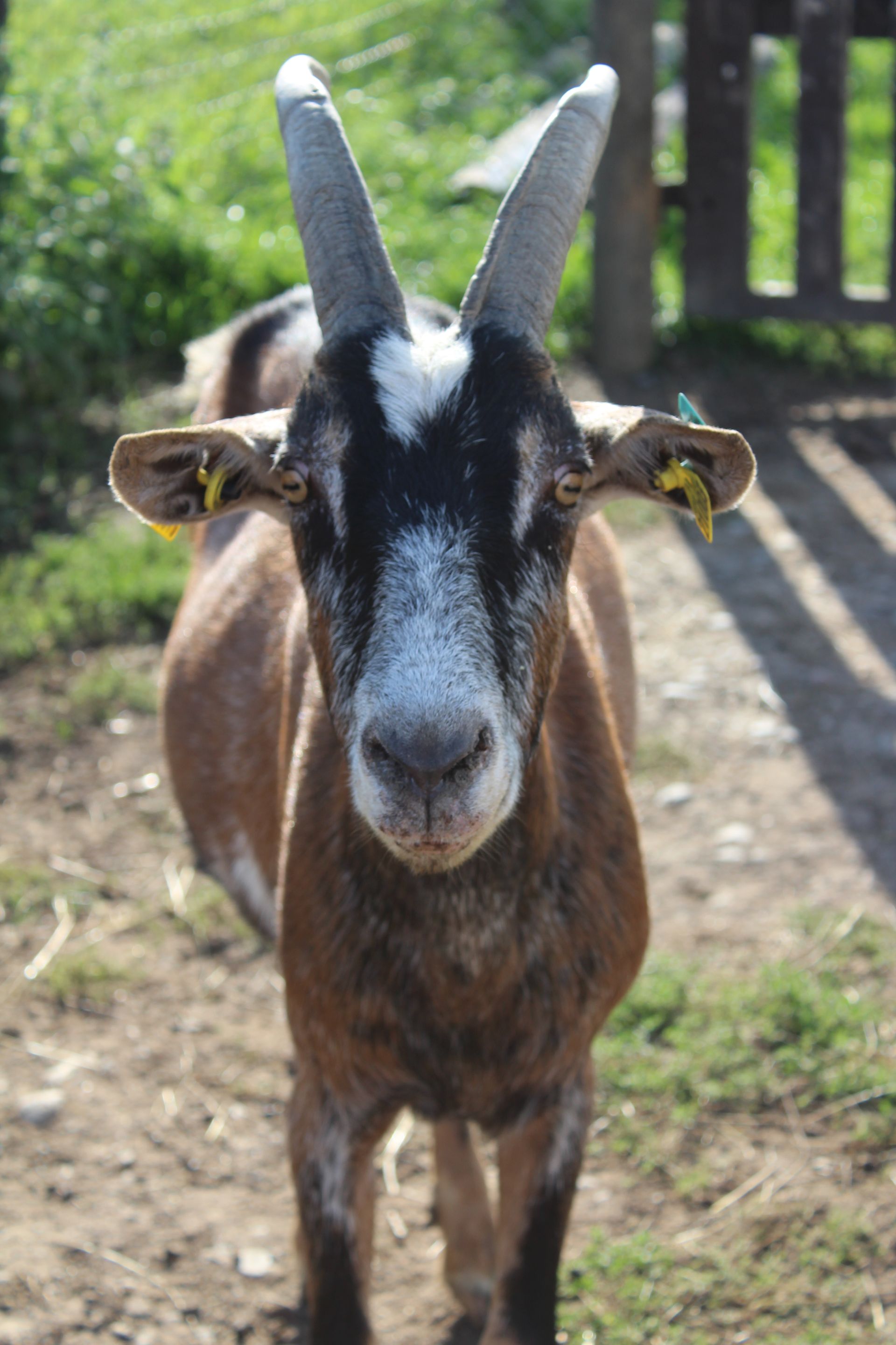 Chèvre brune et blanche à cornes, debout à l'extérieur, regardant droit devant elle.