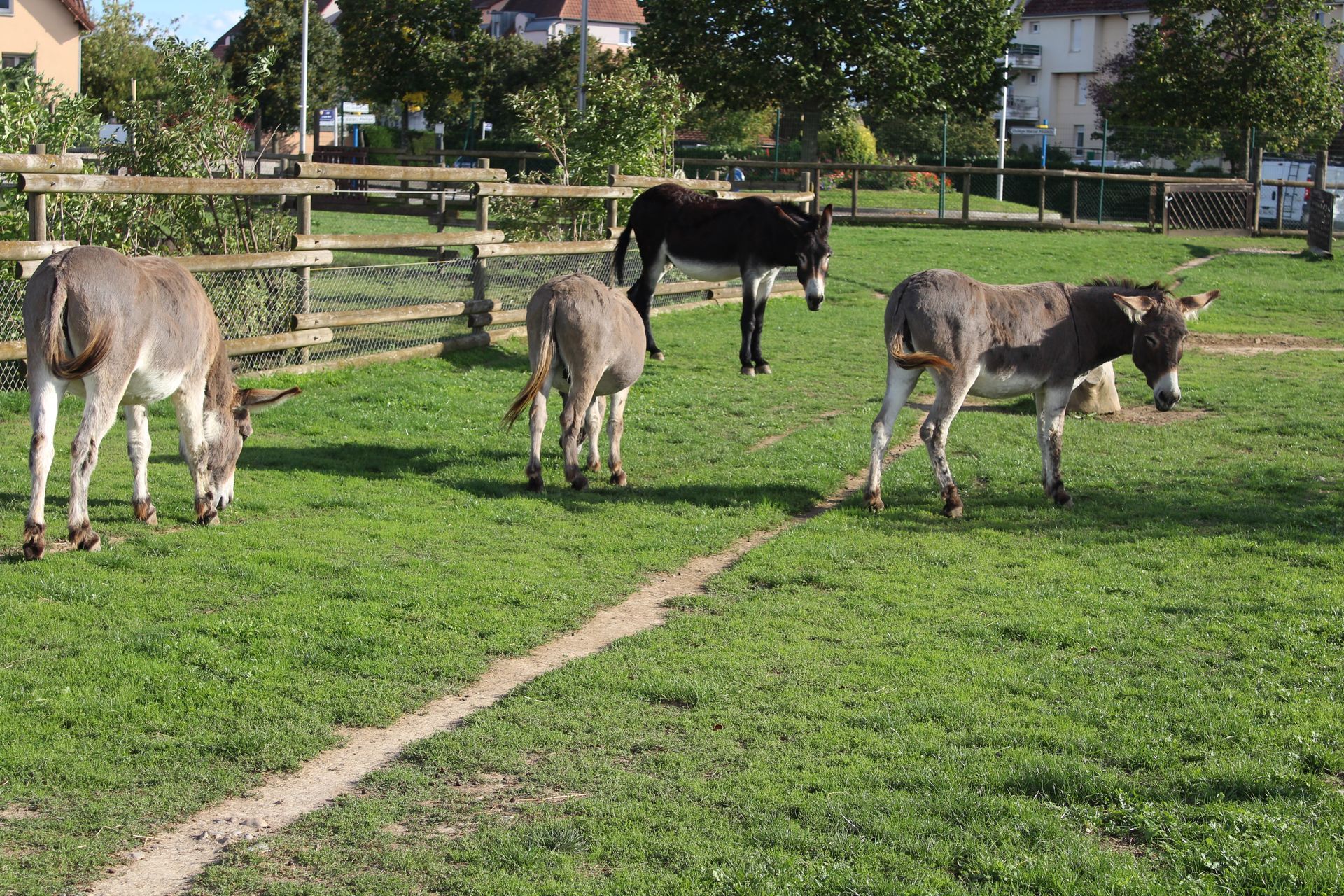 Des ânes qui se promènent.