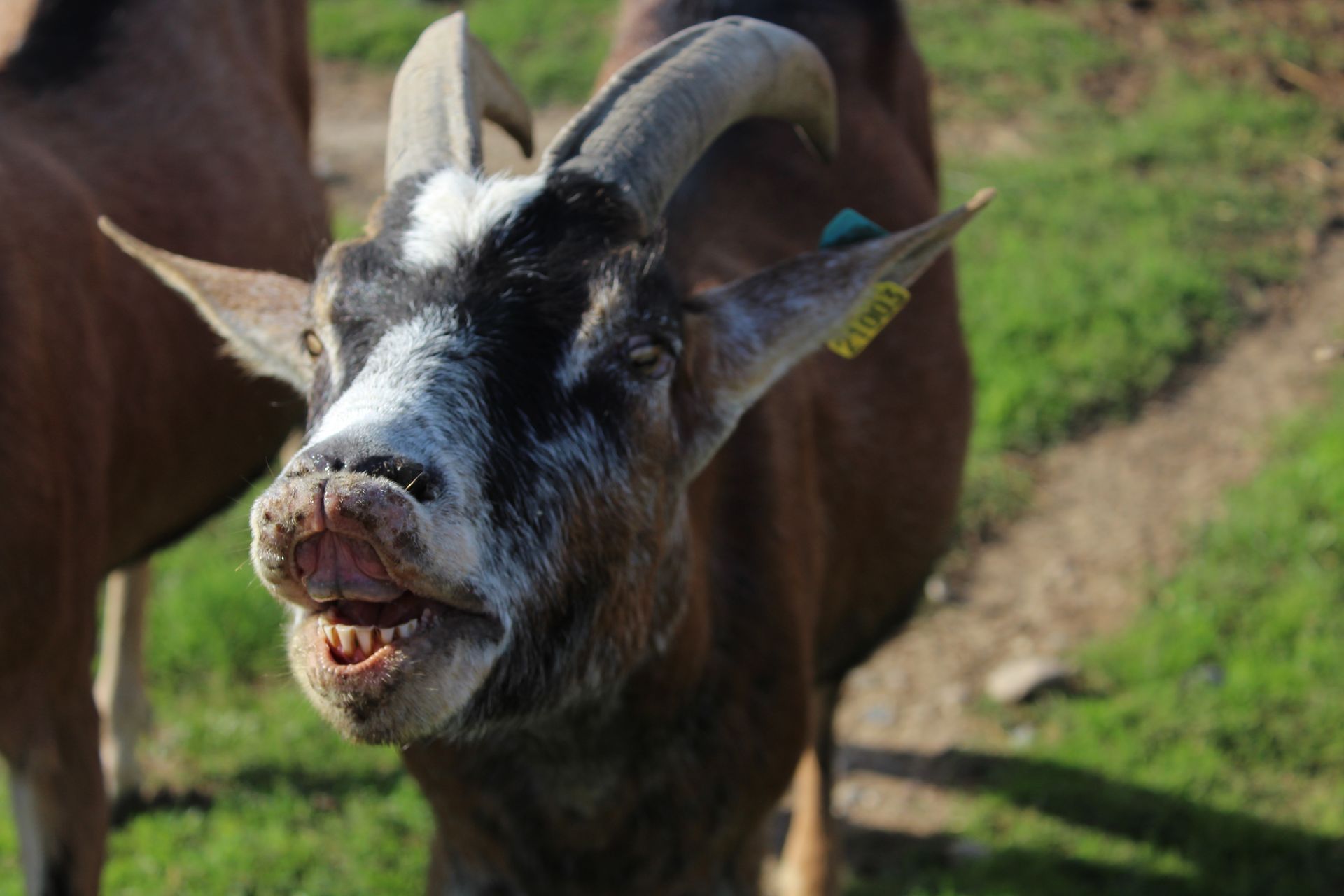 Chèvre à la gueule ouverte, dents apparentes. Pelage brun, marques blanches sur le visage, cornes recourbées.