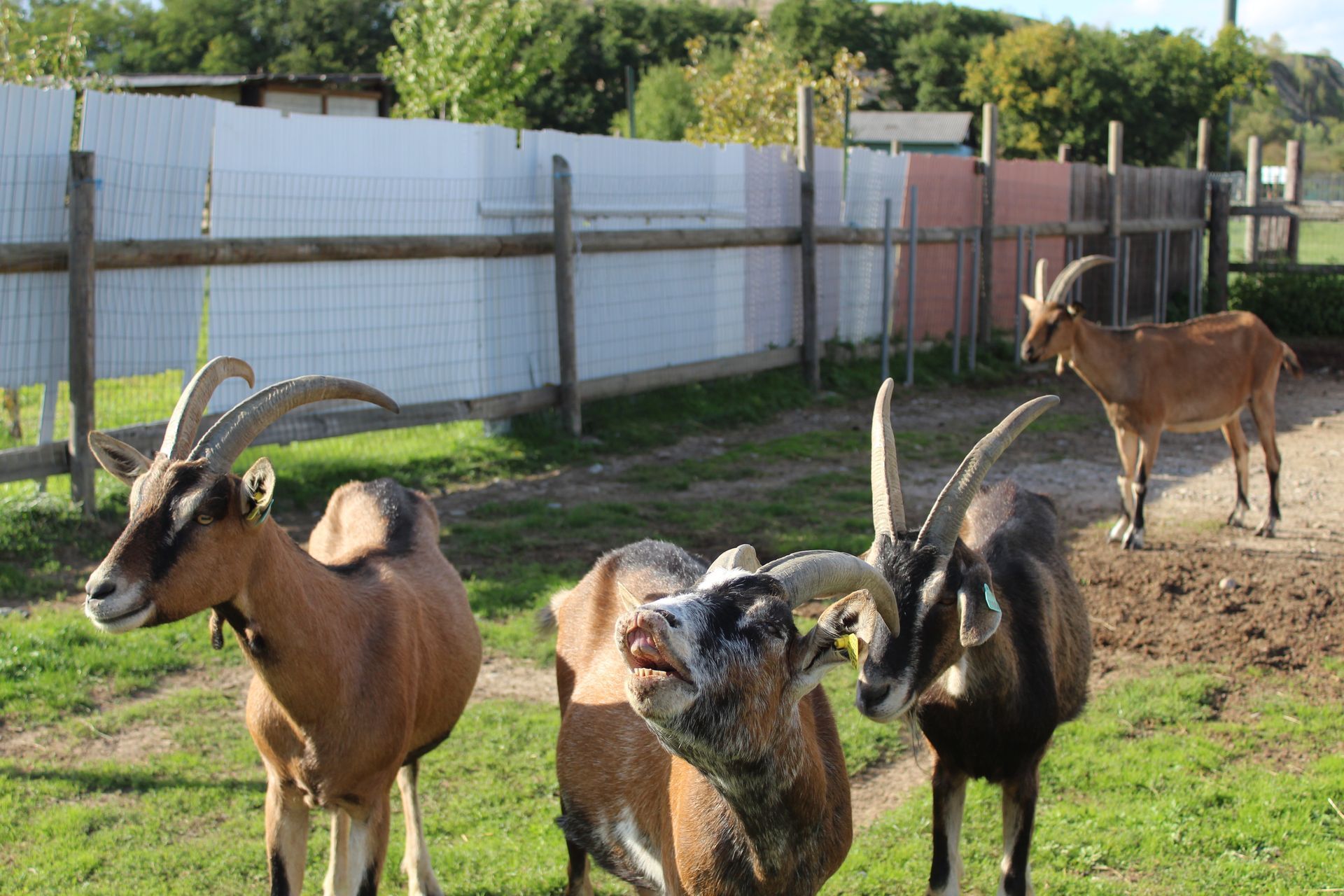 Vers la page Nos animaux