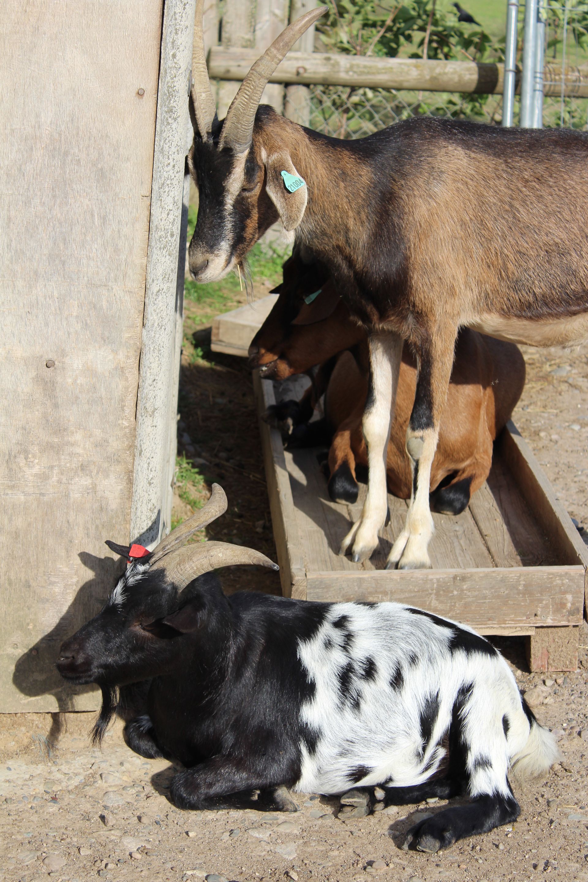 Des chèvres, brunes, noires et blanches, grimpent et se reposent sur une structure en bois à côté d'un mur en béton.