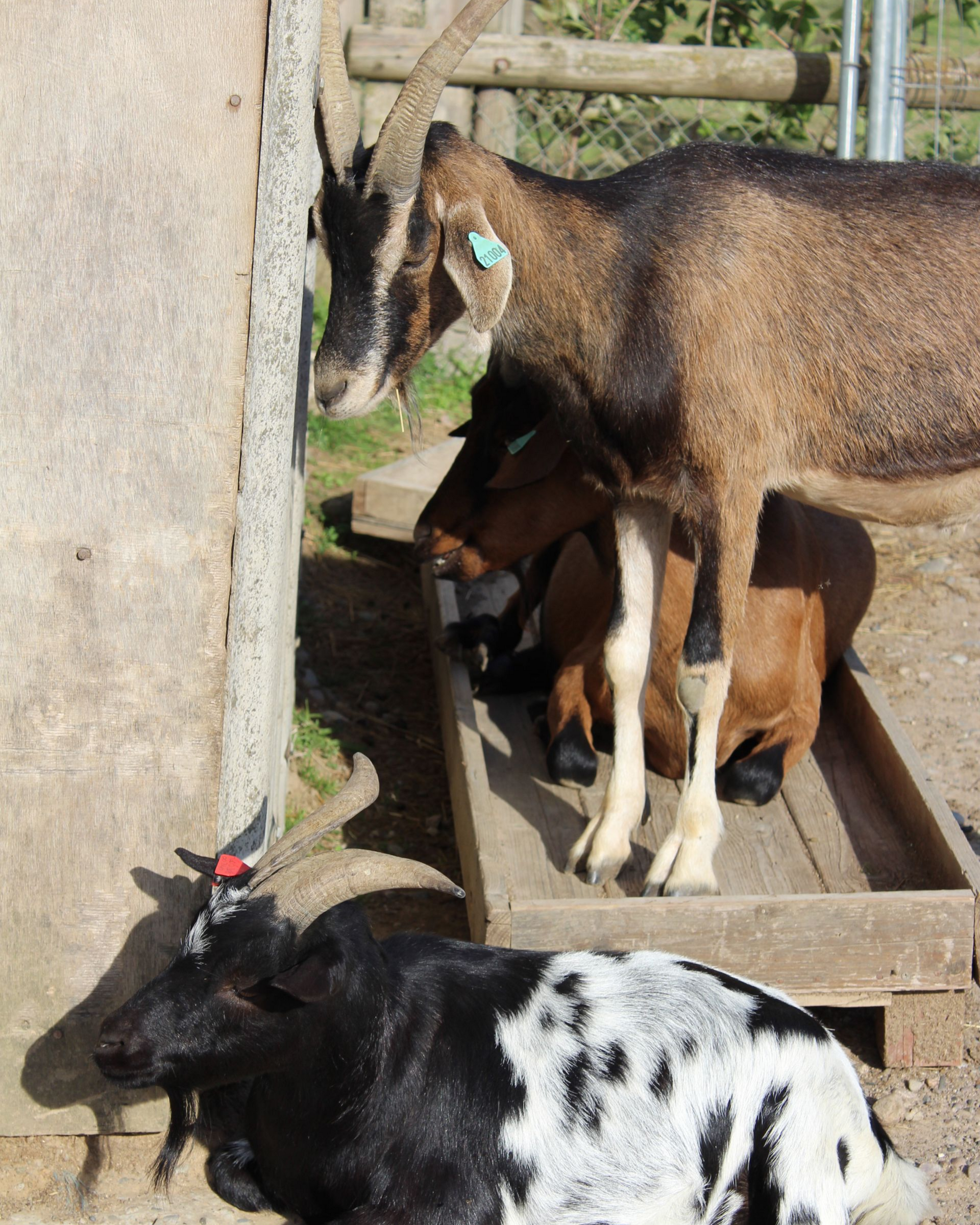 Des chèvres étaient rassemblées autour d'une mangeoire en bois, une chèvre brune dominant les autres. 