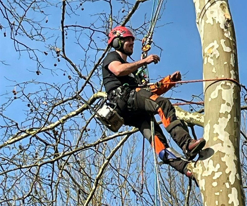 Un élagueur grimpant dans un arbre