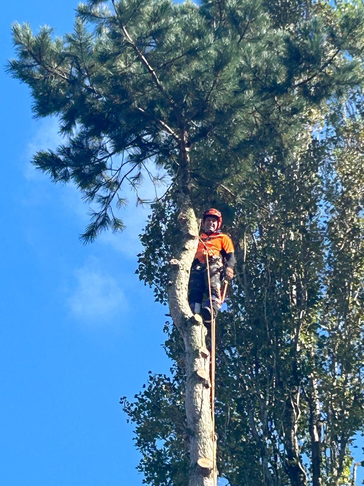 Un homme avec un casque, perché dans un arbre
