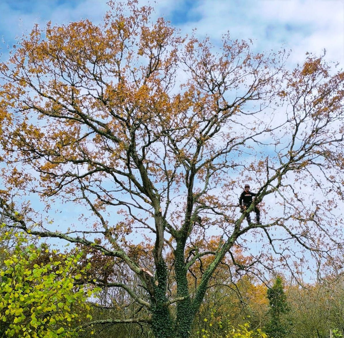 Un homme avec un casque, perché dans un arbre