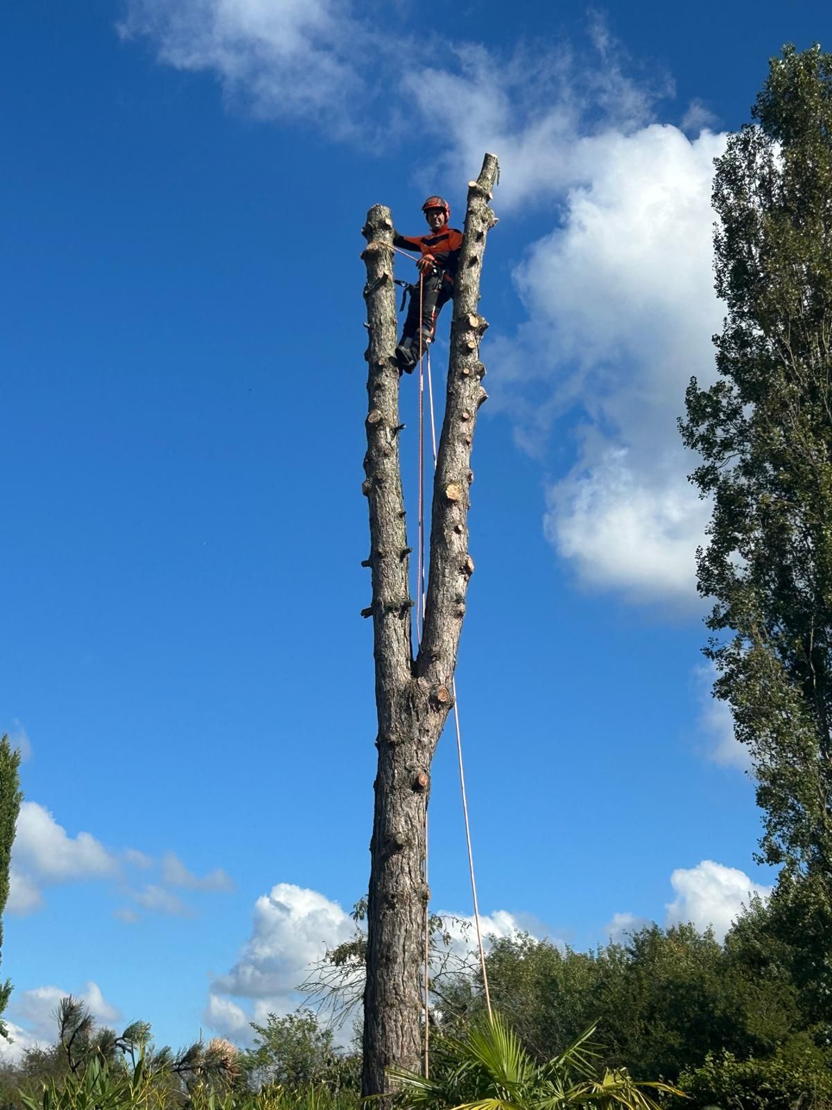 Un homme attaché par des cordes en haut d'un arbre
