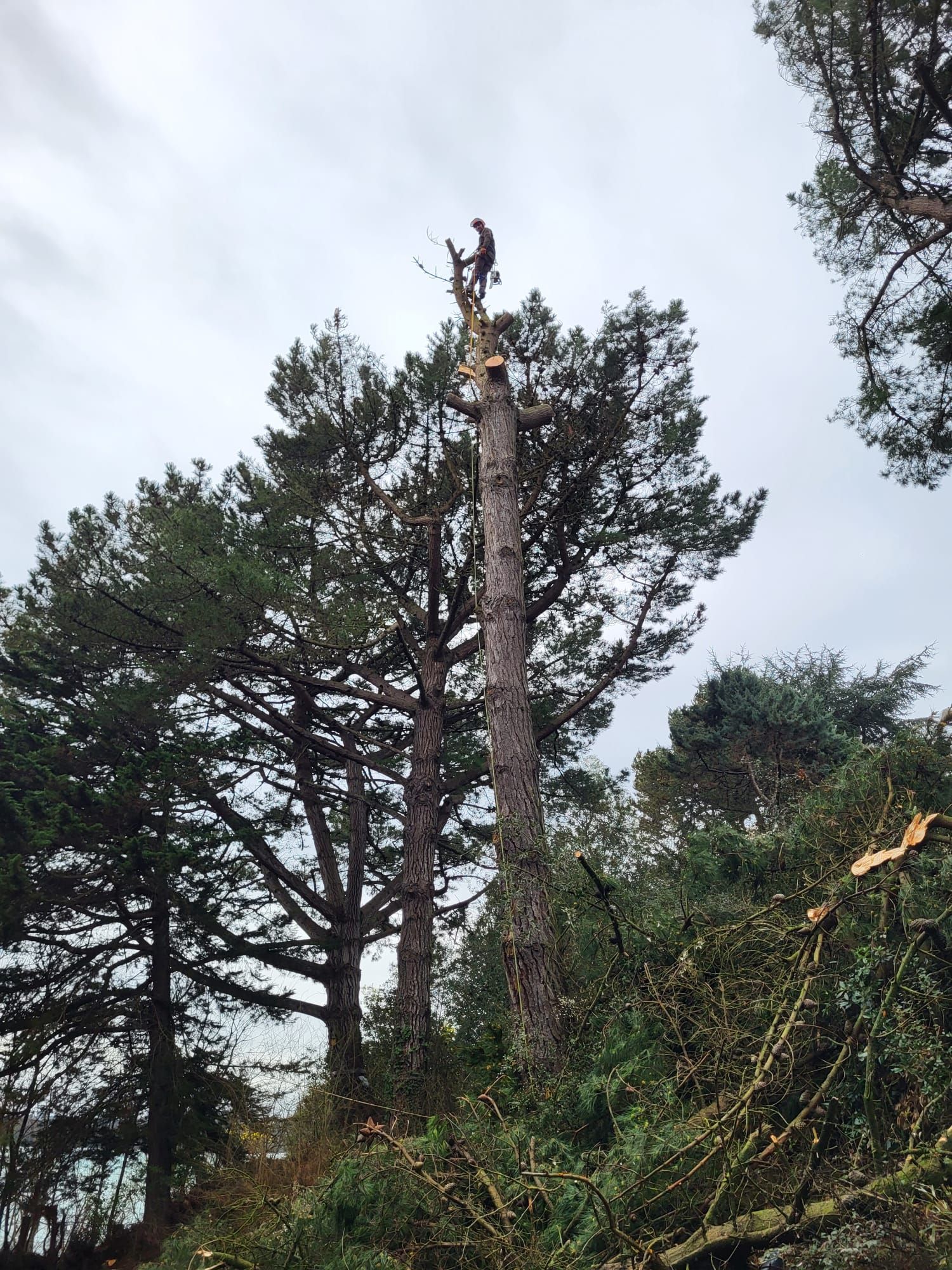 Homme en haut d'un arbre avec ses branches coupées
