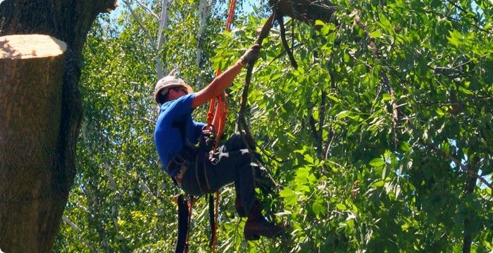 Un homme avec un casque, suspendu par une sangle à un arbre