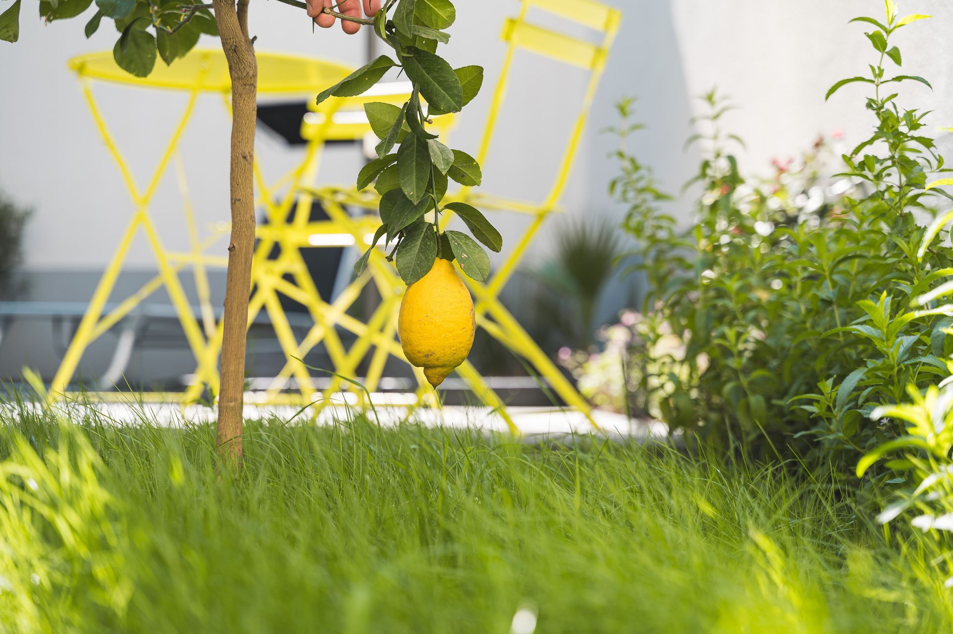 Lemon hanging from tree branch, yellow table and chairs in the background, green grass.