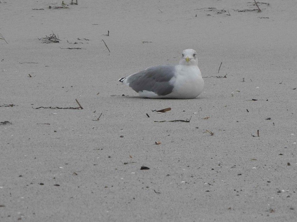 eine Möwe auf dem Strand