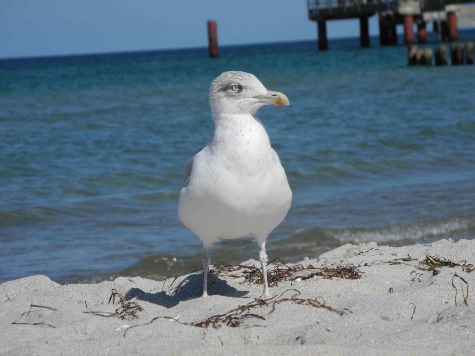 eine Möwe am Meer