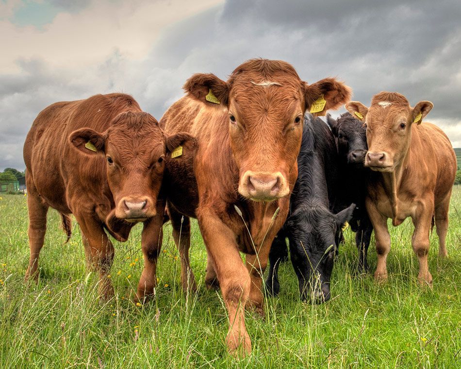 Troupeau de vaches fixant l'objectif de l'appareil photo