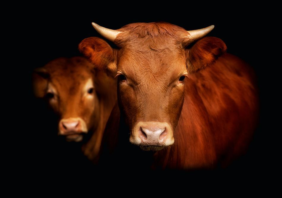 Vaches éclairées par une lumière