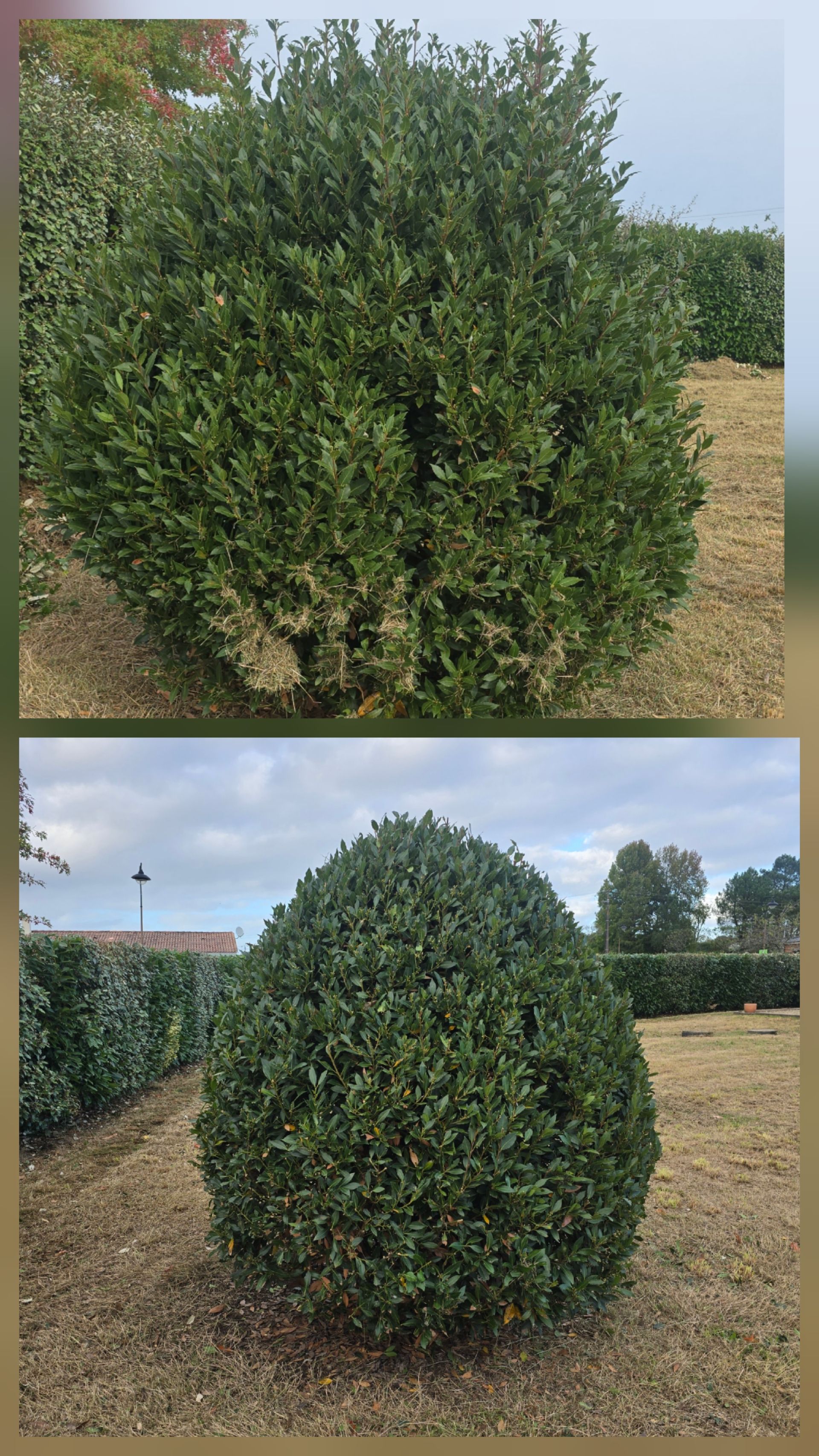 Deux vues d'un arbuste arrondi à feuilles persistantes, dans une zone herbeuse sous un ciel couvert.