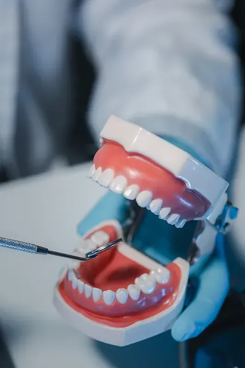 Un dentista está examinando un modelo de los dientes de una persona con un espejo dental.