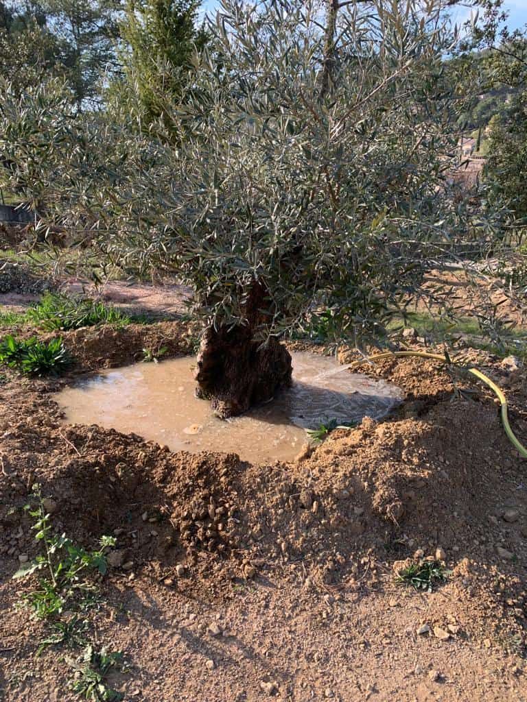 Arrosage d'un olivier