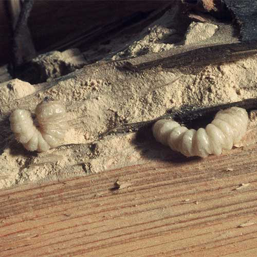 Larves d'insectes xylophages dans une poutre