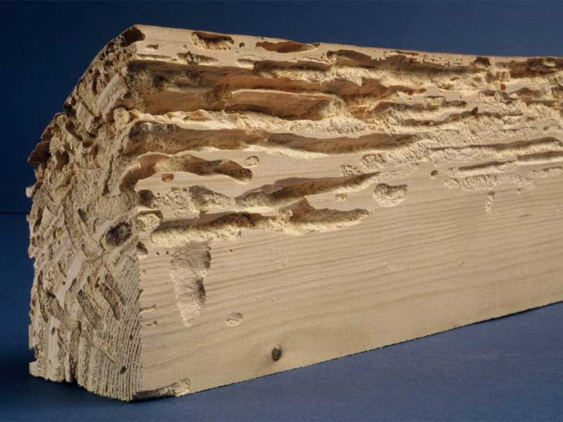 Poutre de bois rongée par la présence de capricornes