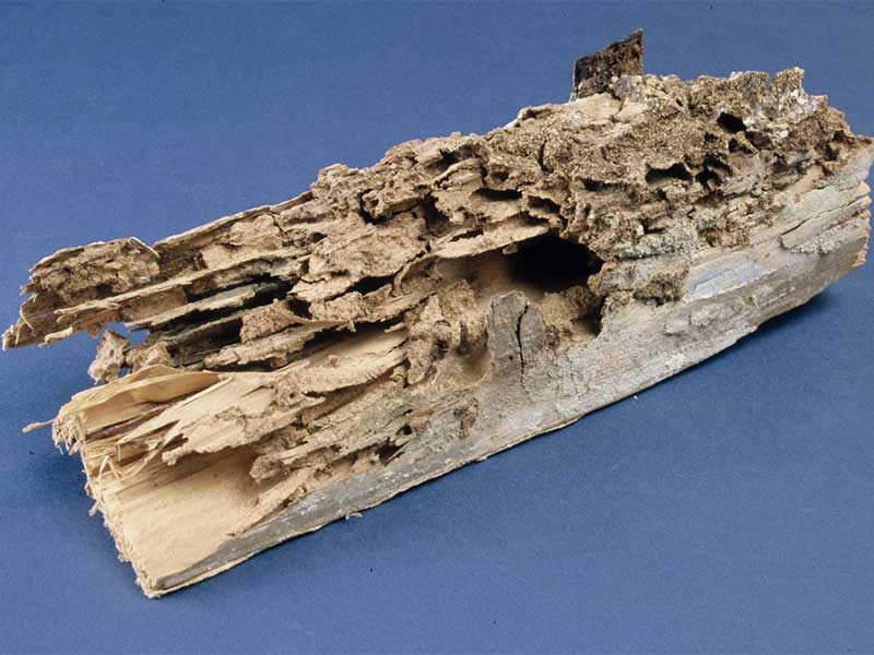 Poutre rongée par des termites