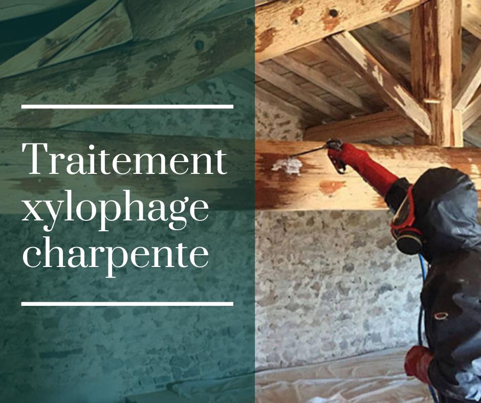 Bois avec présence de termites