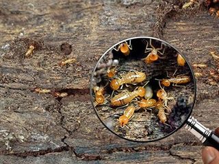 Amas de termites et d'œufs