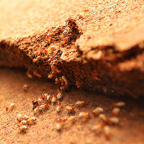 Bois avec présence de termites