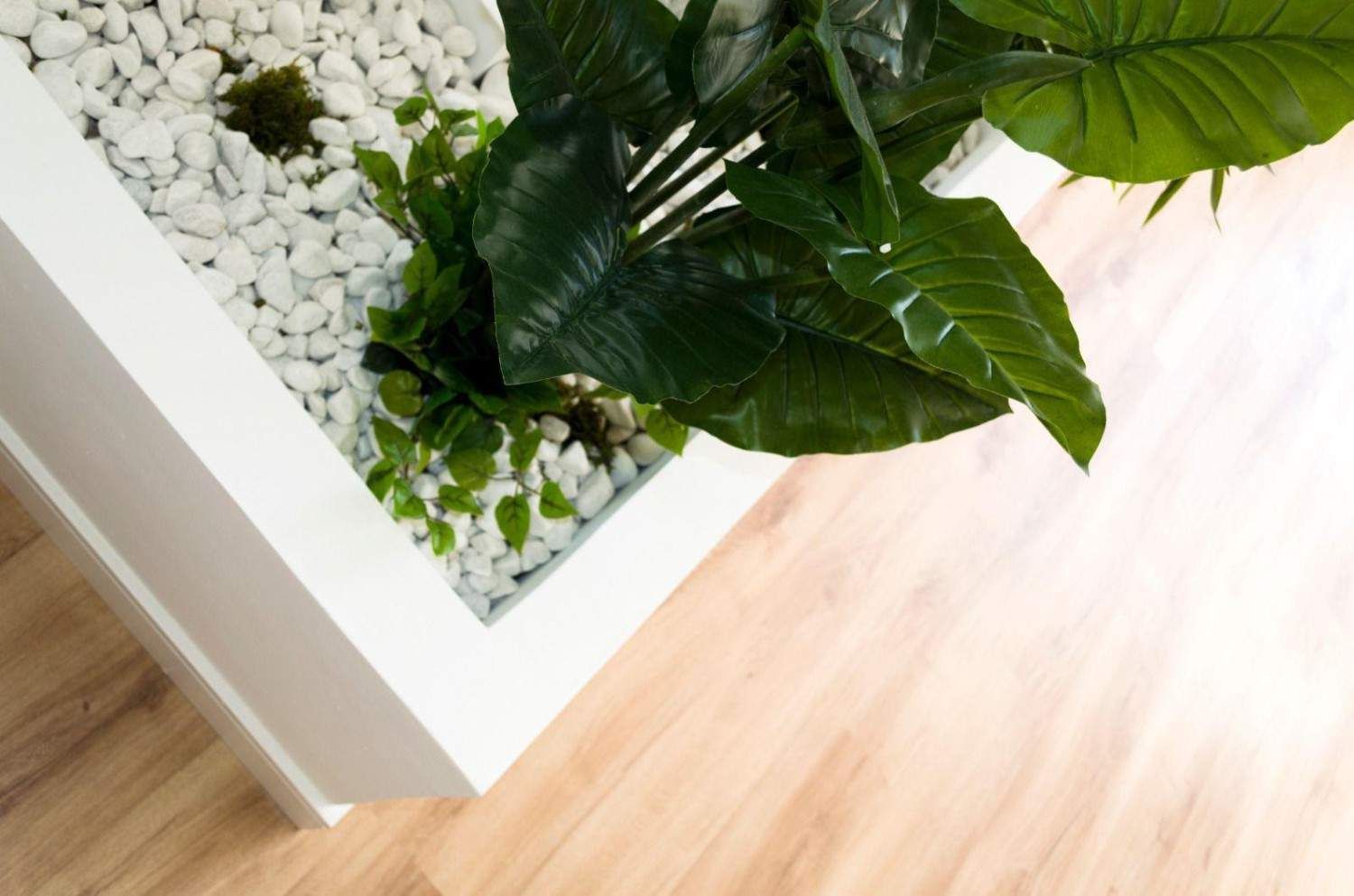 Maceta blanca con una planta de hojas verdes sobre un suelo de madera clara junto a guijarros blancos.