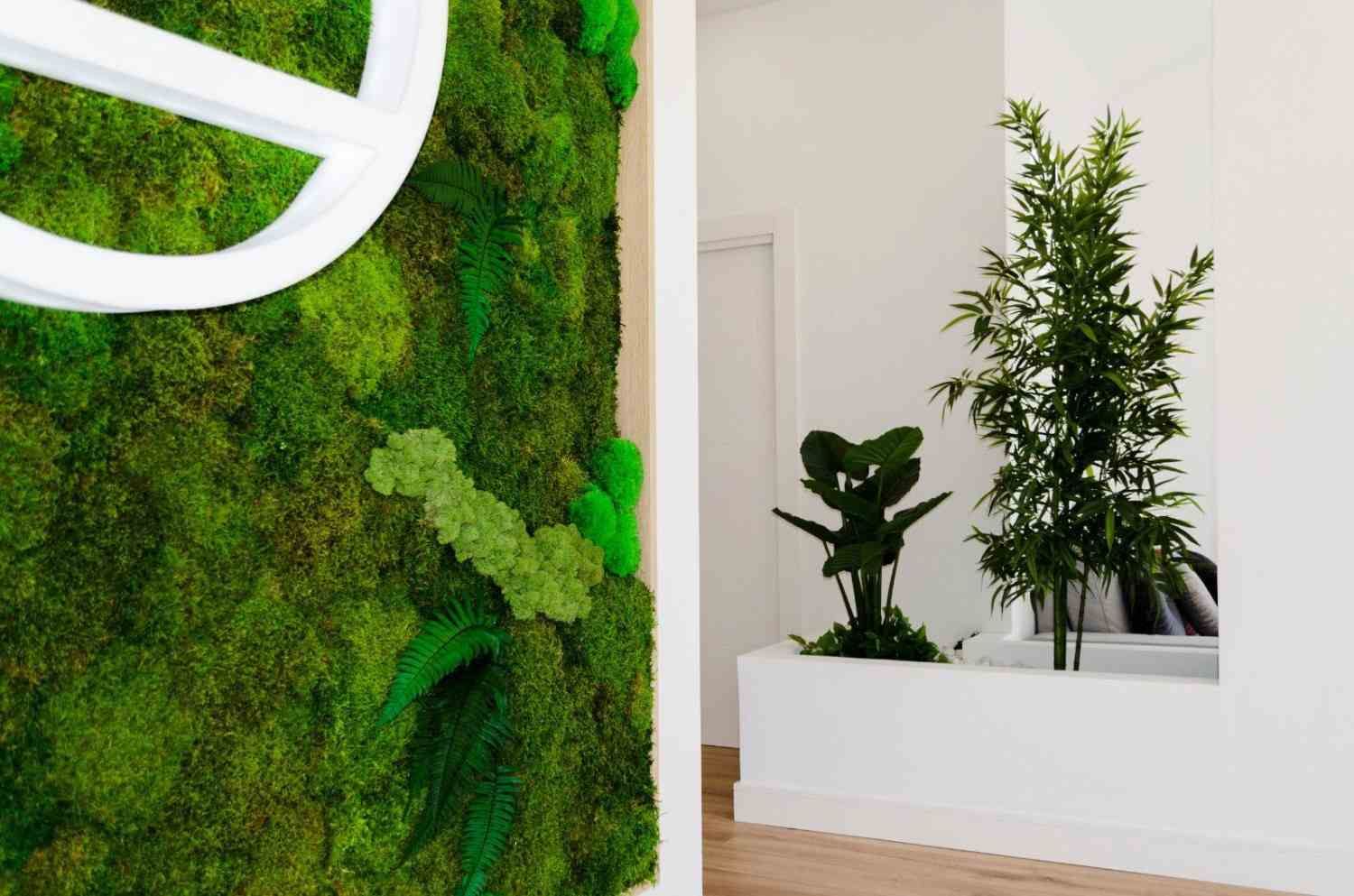 Pared cubierta de musgo junto a un pasillo luminoso con jardineras blancas y plantas de interior verdes.