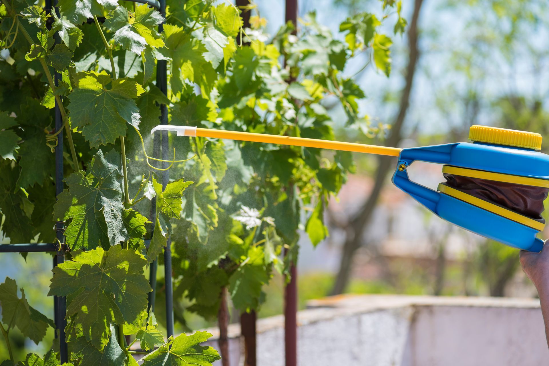 Application d'un traitement sur un pied de vigne