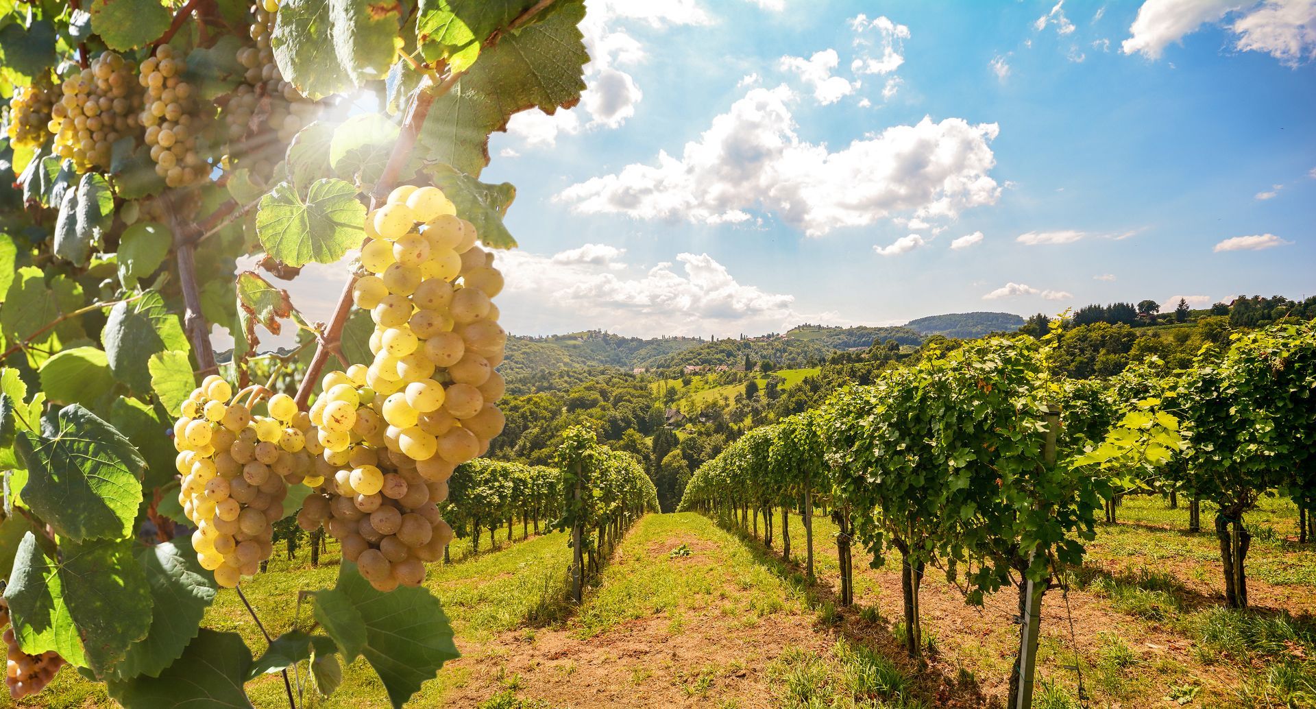 Grappe de raisin et vignes