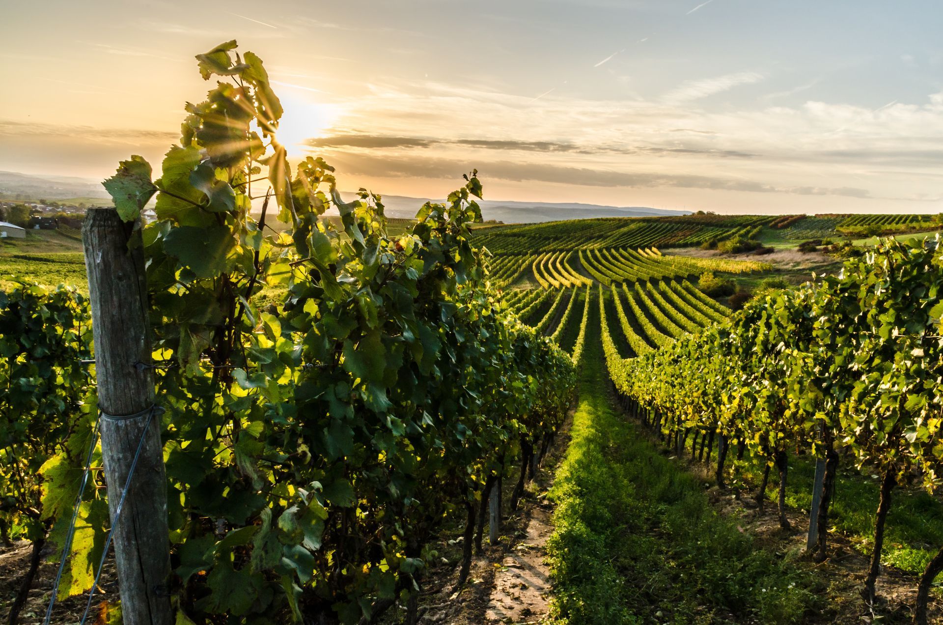 Coucher de soleil sur la vigne