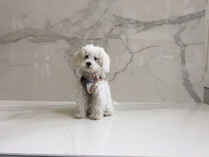 Un primo piano di un pavimento in piastrelle di marmo bianco.