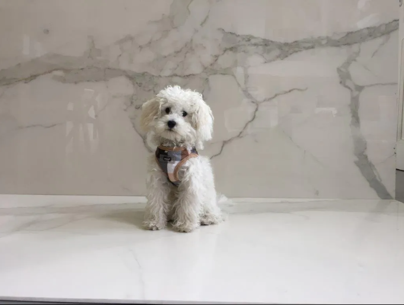 Una sala da pranzo con tavolo, sedie e un lampadario appeso al soffitto.