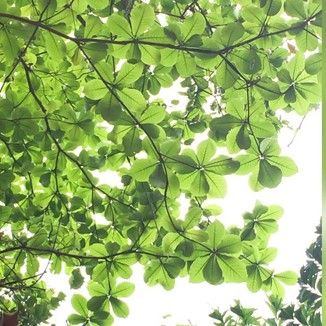 Hojas verdes y exuberantes en las ramas contra un cielo brillante y nublado.
