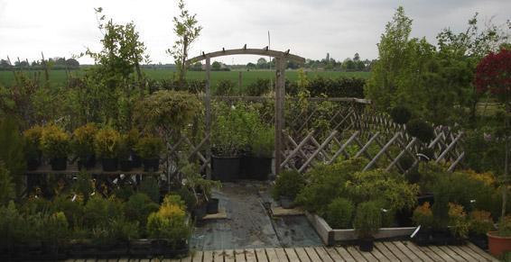 Plantes grimpantes et conifères de rocaille