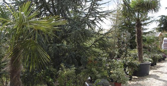 Palmiers et Oliviers