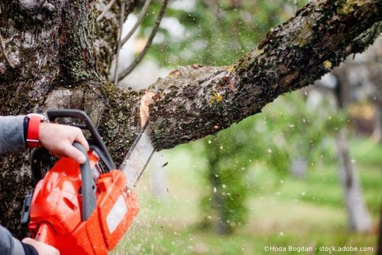 Baumfällerei Heisters Motorsägen Baumschnitt