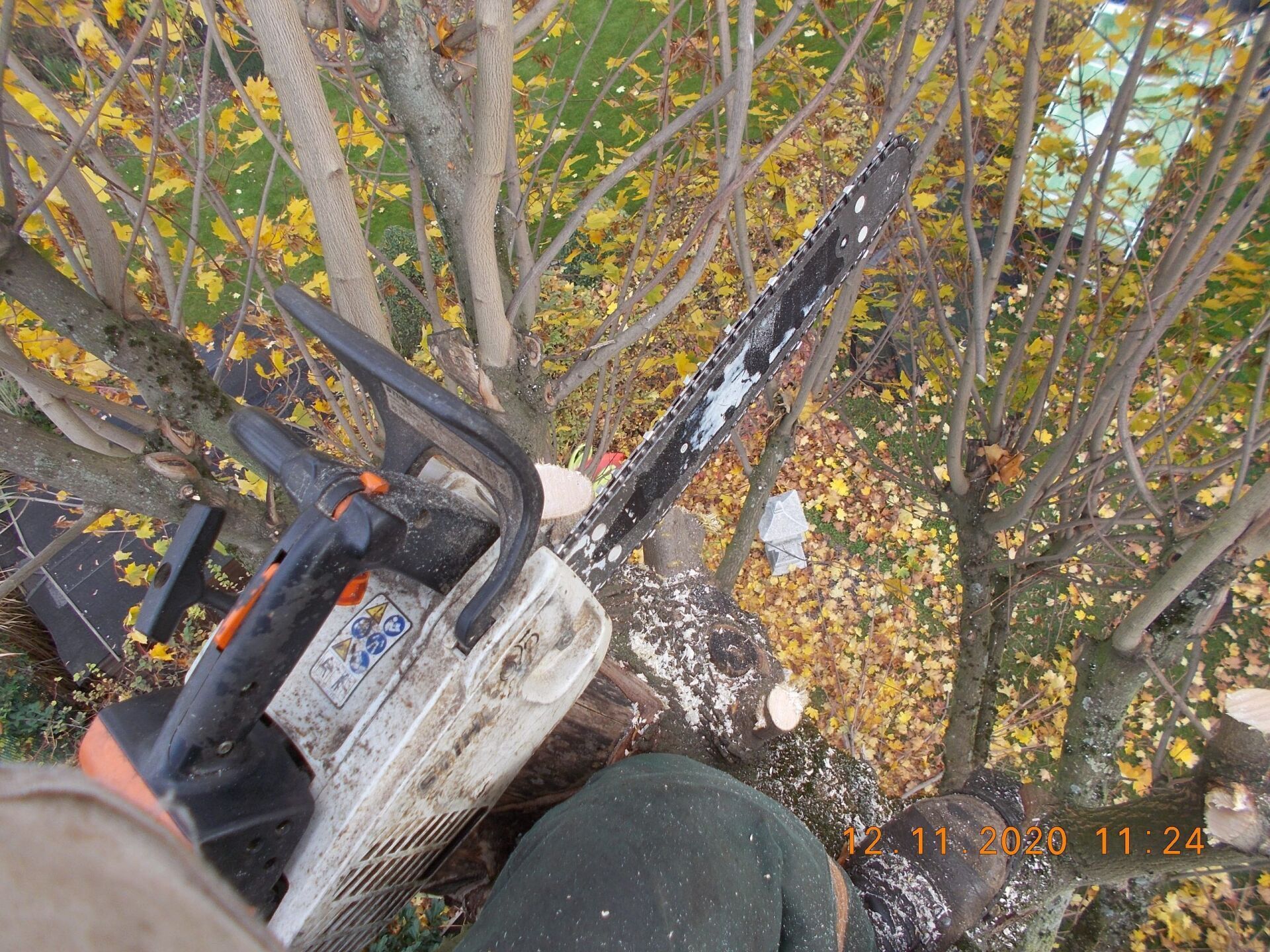 Baumfällung und Baumpflege