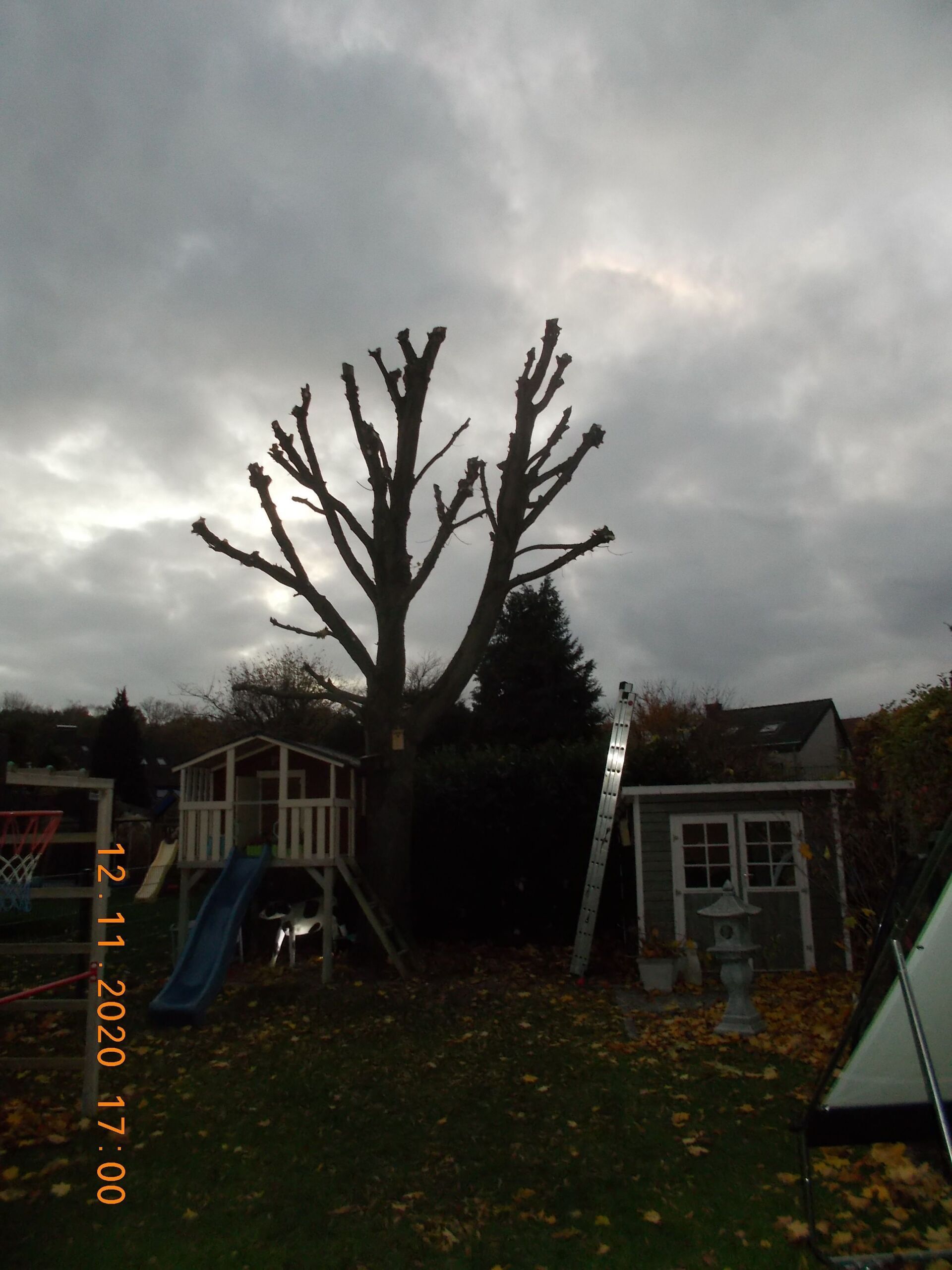 Baumfällung und Baumpflege